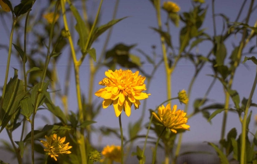 Slipbladige rudbeckia - laciniata 'Golden Glow'