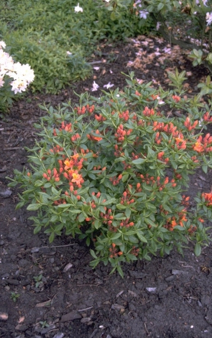 Rododendron - Rhododendron 'Coccinea Speciosa'