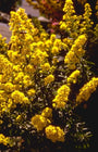 Guldenroede - Solidago 'Septembergold'