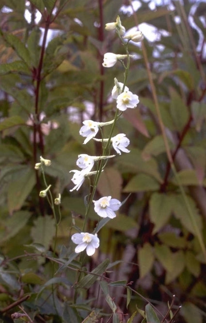 Ridderspoor - Delphinium 'Casa Blanca'