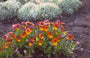 Viooltje - Viola 'Irish Molly'