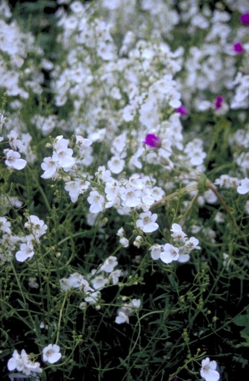 Diascia 'Ice Cracker'