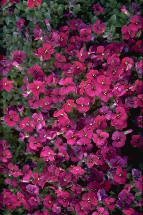 Aubrieta 'Bressingham Red'