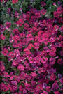 Aubrieta 'Bressingham Red'