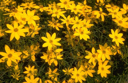 Meisjesogen - Coreopsis verticillata 'Grandiflora'