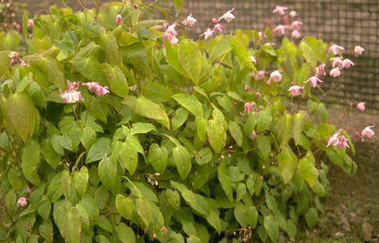 Epimedium x youngianum 'Roseum'