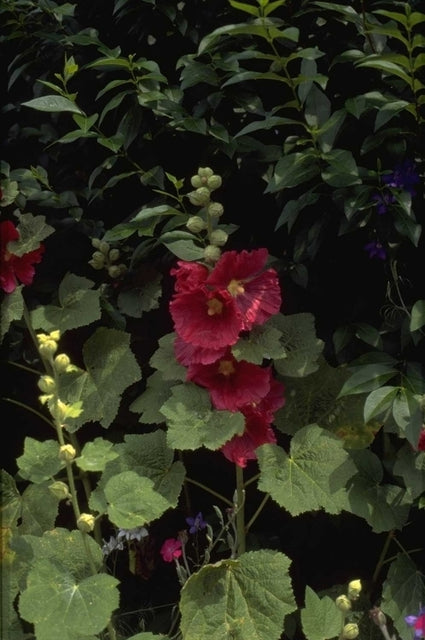 Stokroos - Alcea rosea rood