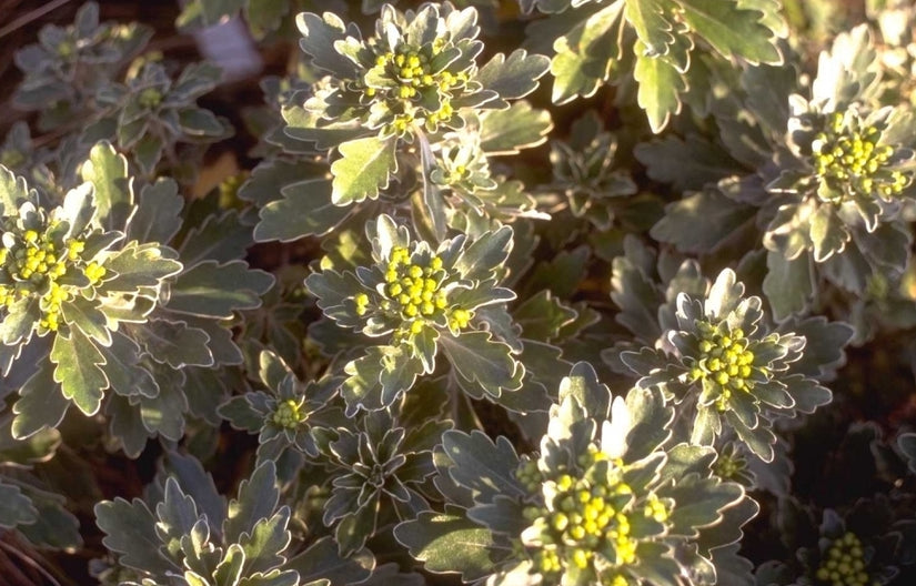 Ajania pacifica 'Gold and Silver'