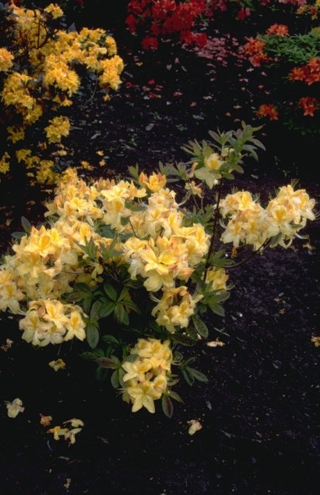 Rododendron - Rhododendron 'Golden Sunset'