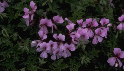 Geranium - Pelargonium peltatum