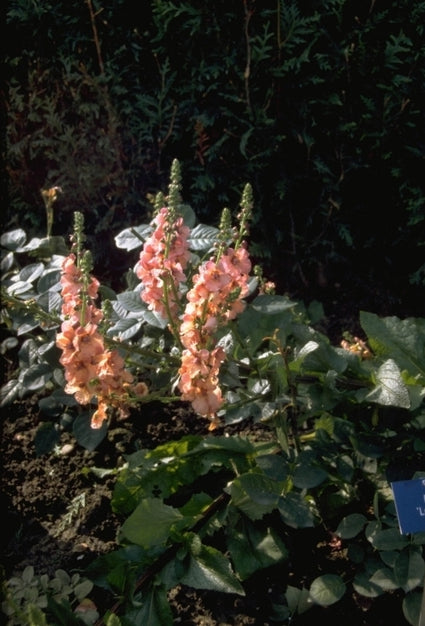 Verbascum 'Royal Highland'