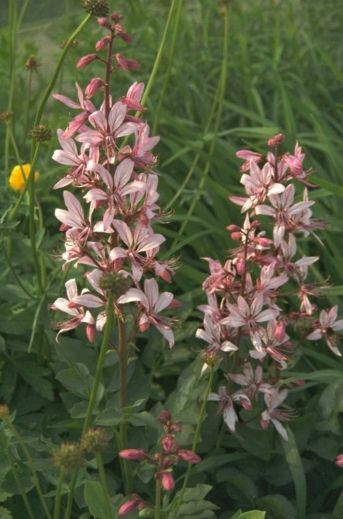 Vuurwerkplant - Dictamnus albus 'Purpureus'