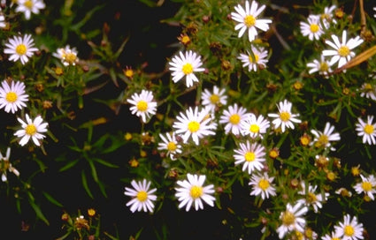 Japanse Dwergaster - Aster ageratoides 'Adustus Nanus'