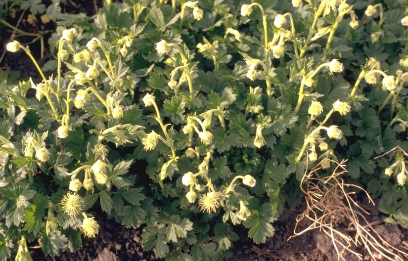 Gentiana acaulis