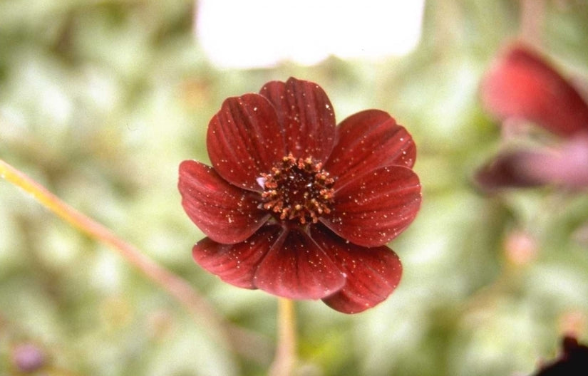 Cosmos atrosanguineus