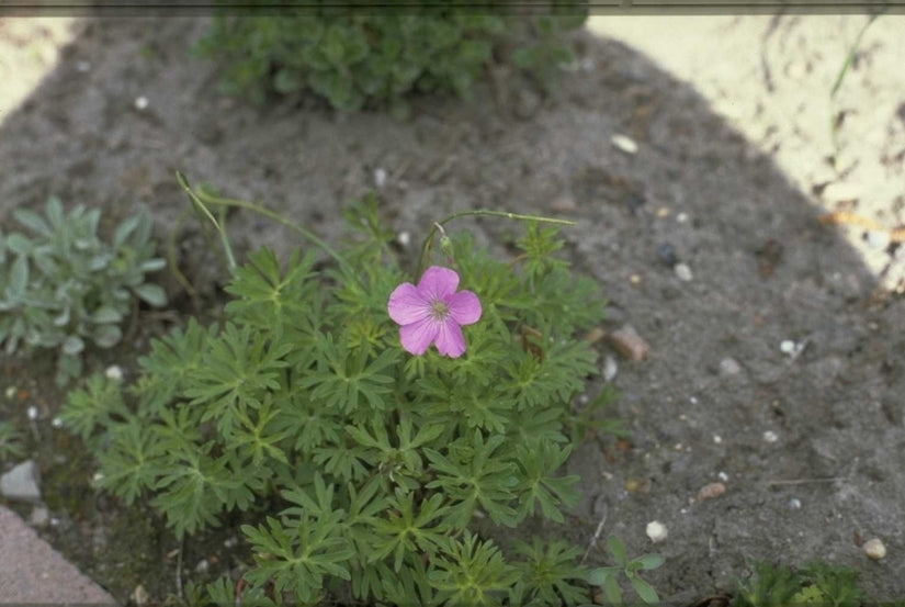 Ooievaarsbek - Geranium pylzowianum