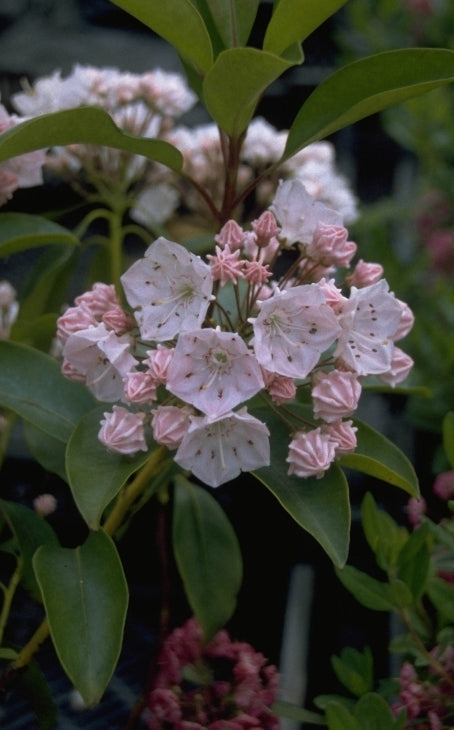 Lepeltjesboom - Kalmia latifolia