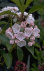 Lepeltjesboom - Kalmia latifolia