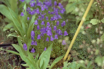 Campanula pulla