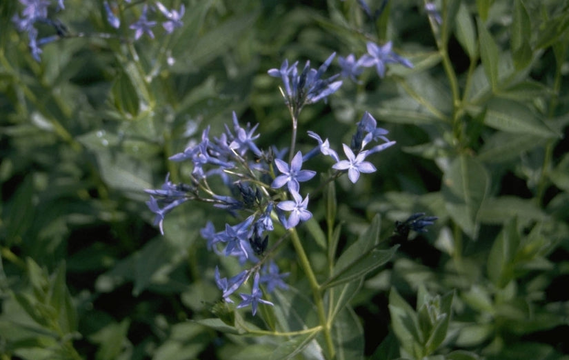 Amsonia orientalis