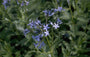 Amsonia orientalis