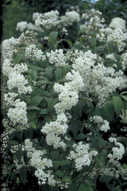 Bruidsbloem - Deutzia compacta