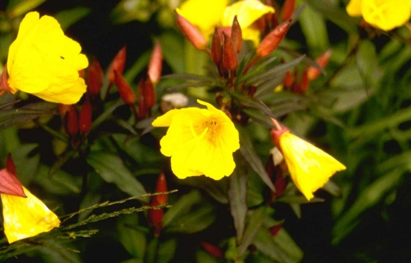 Teunisbloem - Oenothera fruticosa 'Sonnenwende'