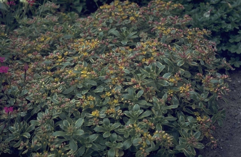 Sedum kamtschaticum 'Variegatum'