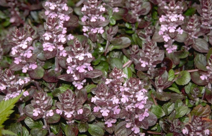 Kruipend Zenegroen - Ajuga reptans 'Pink Surprise'