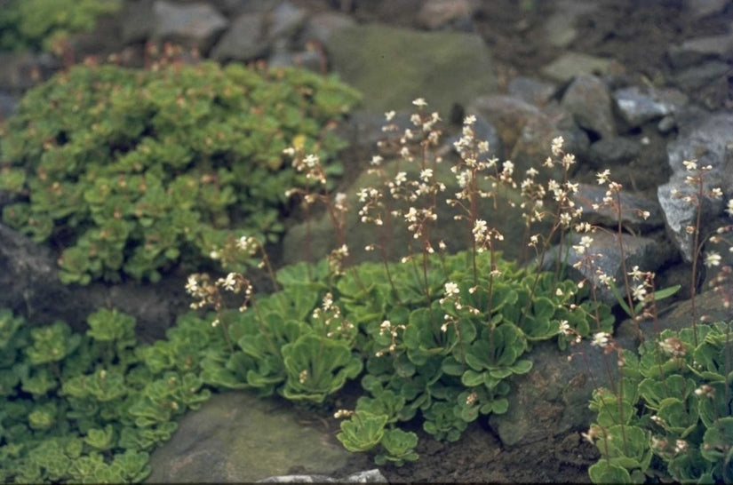 Saxifraga cuneifolia