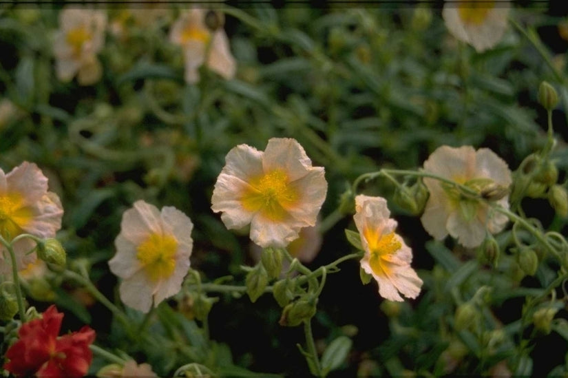 Zonneroosje - Helianthemum 'Apricot'