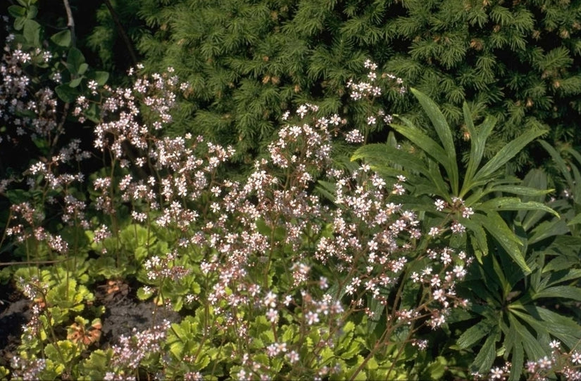 Patrinia gibbosa