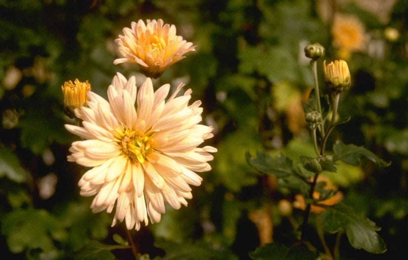 Chrysant - Dendranthema 'Apricot'