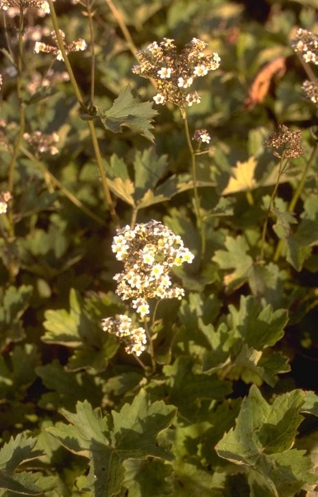 Boykinia major