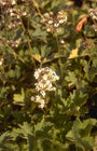 Boykinia major
