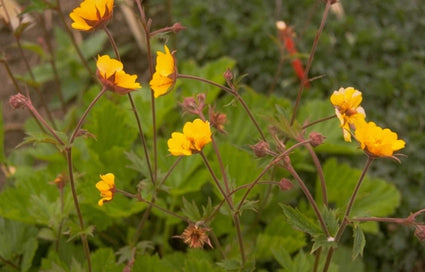 Nagelkruid - Geum 'Bulgaricum'