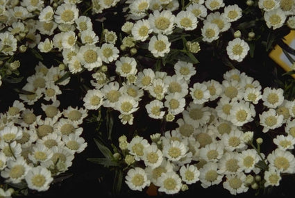 Wilde bertram - Achillea ptarmica 'Nana compacta'