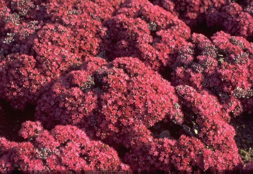 Vetkruid - Sedum cauticola 'Lidakense' bloei