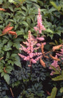 Spierstruik - Astilbe 'Perkeo'