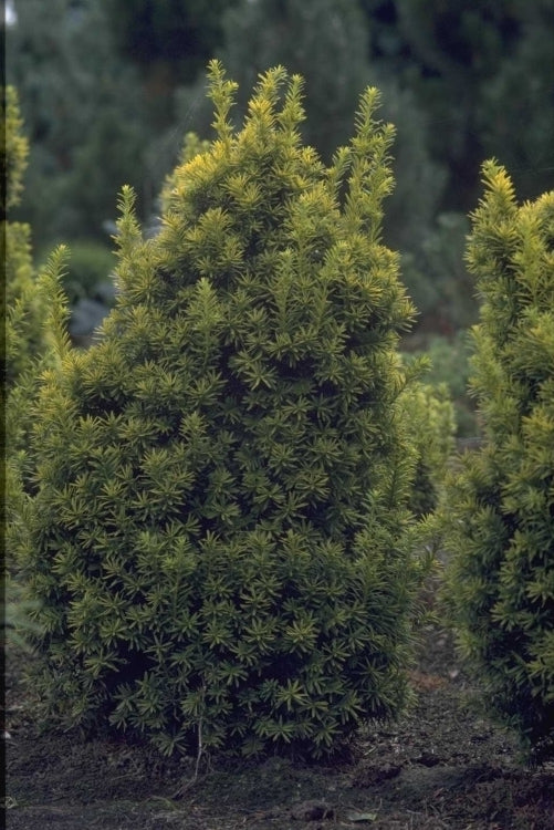 Taxus - Taxus baccata 'Judith'