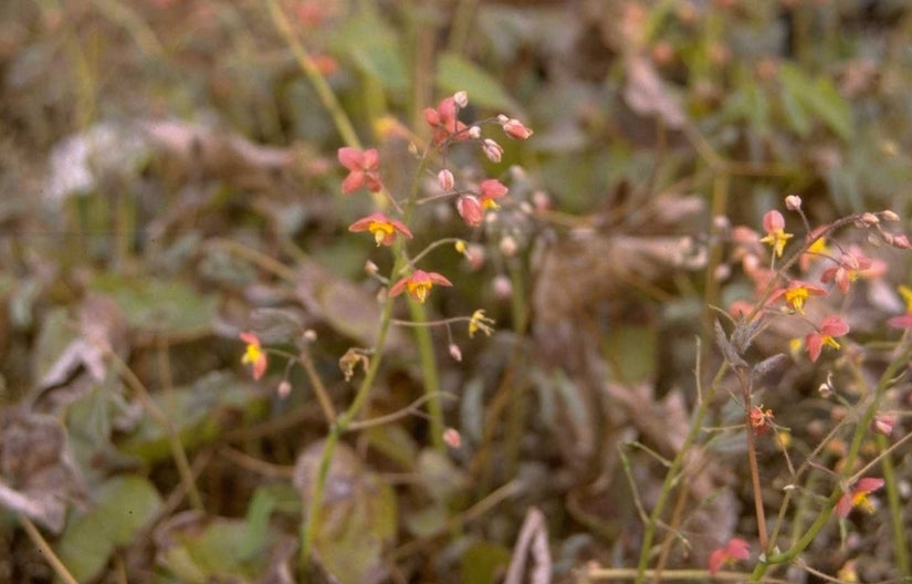 Epimedium x cantabrigiense