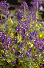 Ridderspoor - Delphinium tricorne