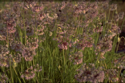 Sierui - Allium Cernuum