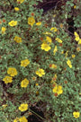 Potentilla ambigua