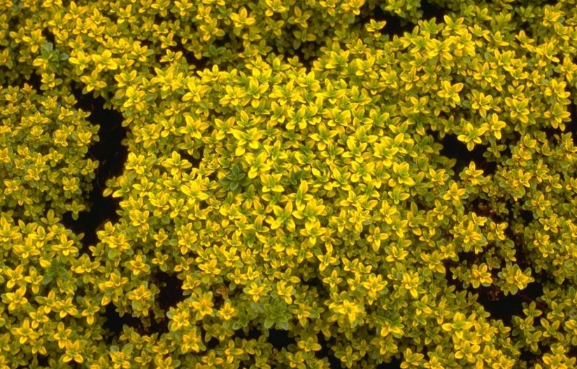 Citroentijm - Thymus x citriodorus 'Bertram Anderson'