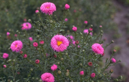 NieuwNederlandse Aster novi-belgii 'Patricia Ballard'