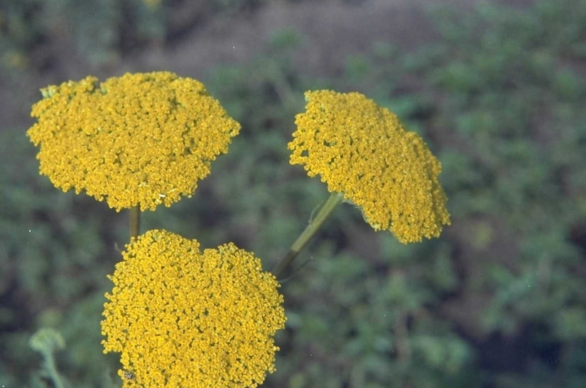 Duizendblad - Achillea 'Coronation Gold'