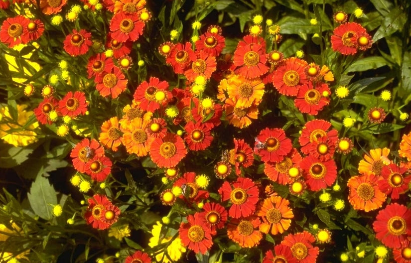 zonnekruid helenium plant