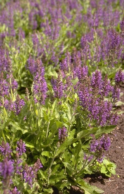 Salie - Salvia x sylvestris 'Rügen'