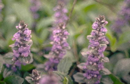 Kruipend Zenegroen - Ajuga reptans 'Riesenkerze'